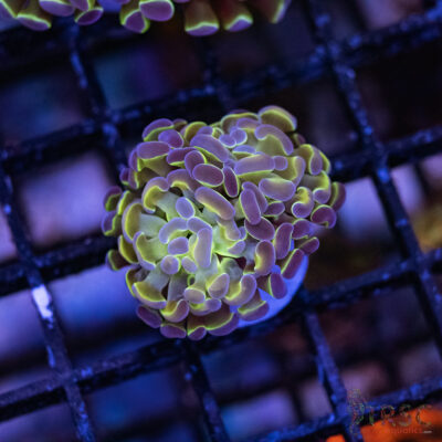 Hologram Paarancora Hammer B002