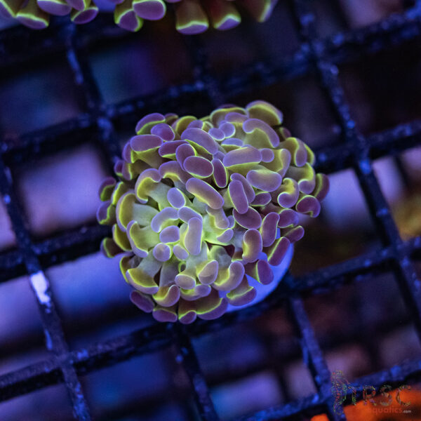 Hologram Paarancora Hammer B002
