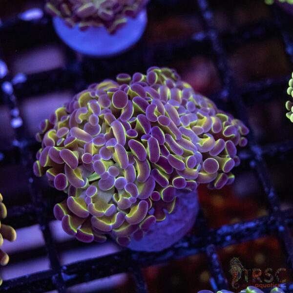 Hologram Paarancora Hammer B004