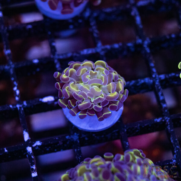 Hologram Paarancora Hammer B005