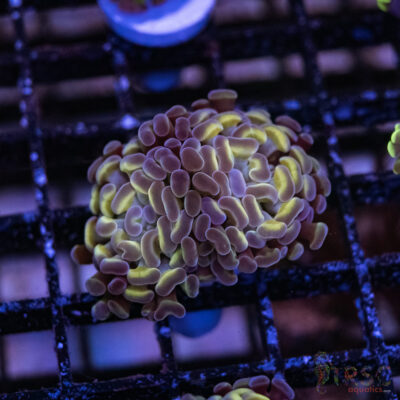 LIVE CORALS FOR SALE LPS, SPS, SOFTIES & DRY GOODS 28 Hologram Paarancora Hammer B007