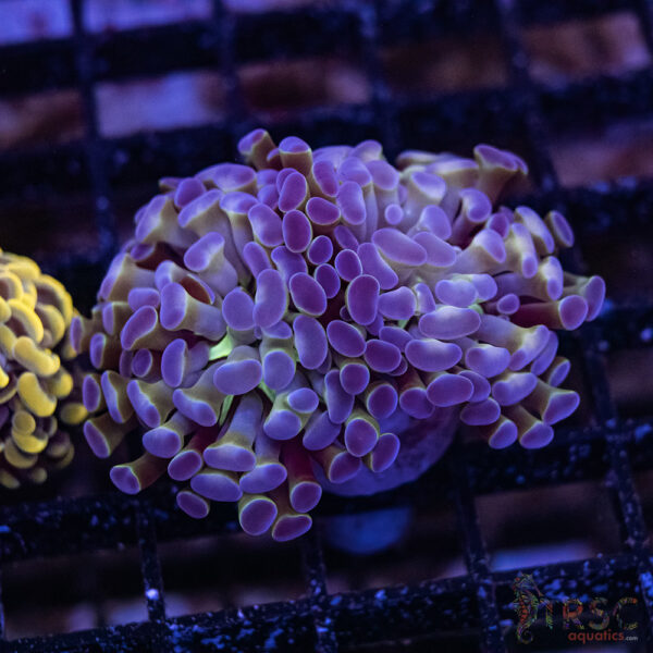 Hologram Paarancora Hammer B010