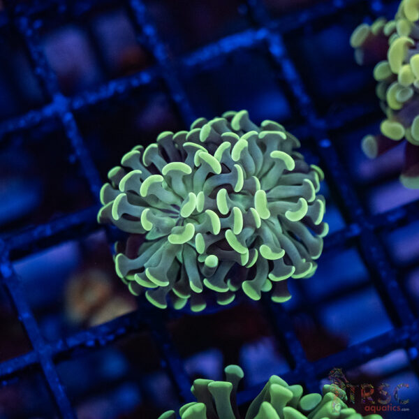 Teal Paarancora Hammer C002