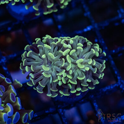 Teal Paarancora Hammer C003
