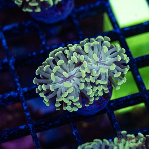 Teal Paarancora Hammer C005