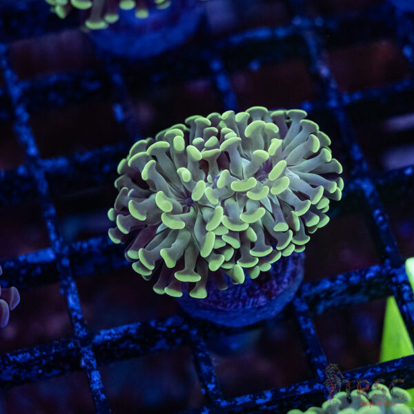 Teal Paarancora Hammer C006