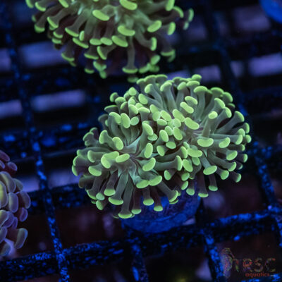 Teal Paarancora Hammer C007