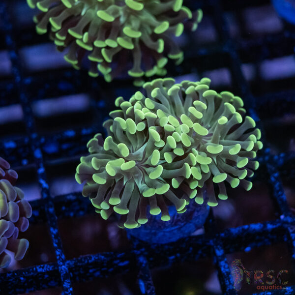 Teal Paarancora Hammer C007