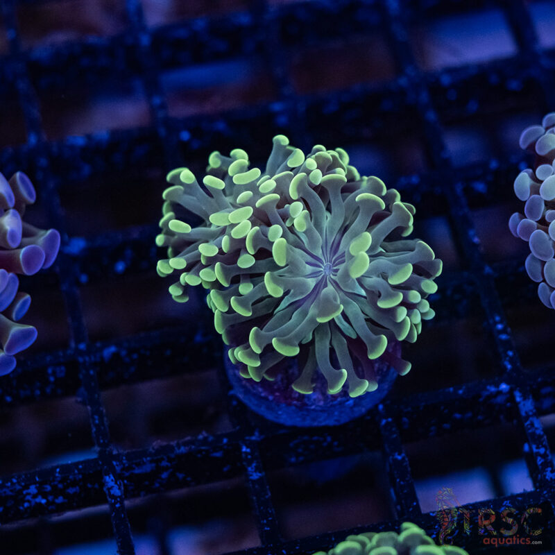 TRSC Aquatics