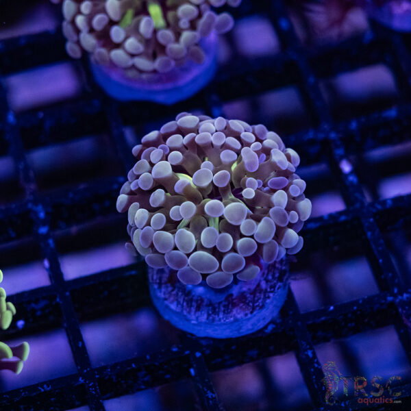 Purple Yurple  Paarancora Hammer D008