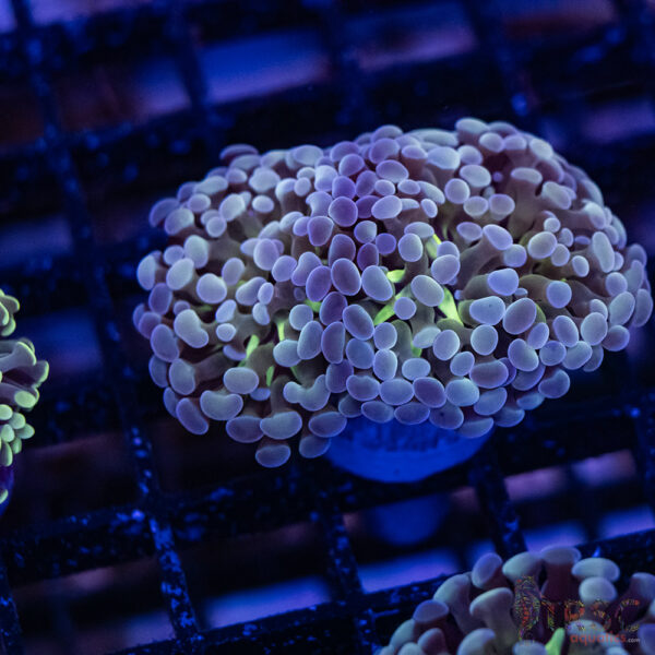 Purple Yurple  Paarancora Hammer D010