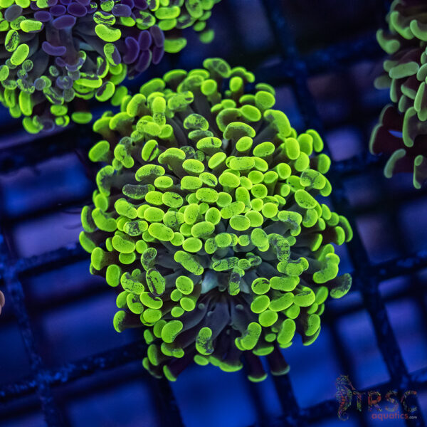 Green Splatter  Paarancora Hammer F001