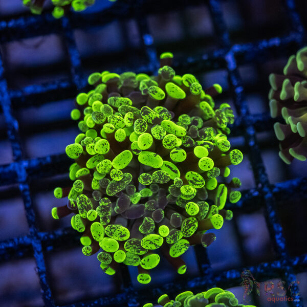 Green Splatter  Paarancora Hammer F003