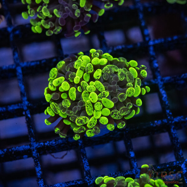 Green Splatter  Paarancora Hammer F004