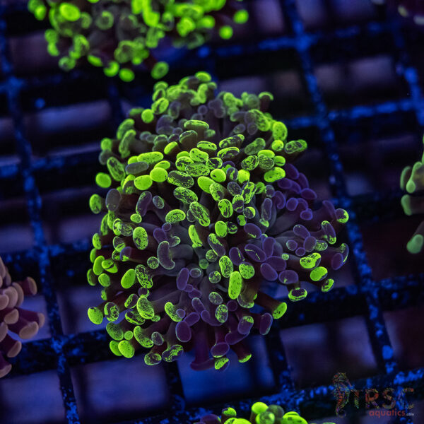 Green Splatter  Paarancora Hammer F005
