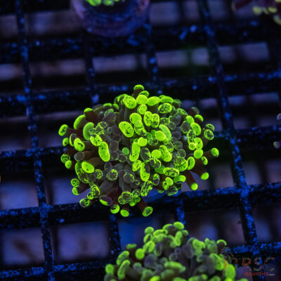 Green Splatter  Paarancora Hammer F006