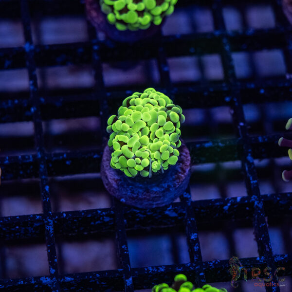 Green Splatter  Paarancora Hammer F007