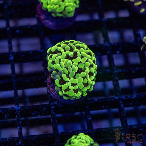 Green Splatter  Paarancora Hammer F008
