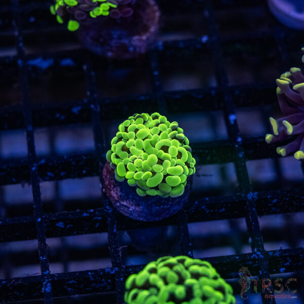 Green Splatter  Paarancora Hammer F009