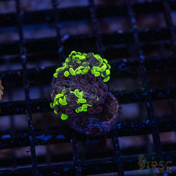 Green Splatter  Paarancora Hammer F010
