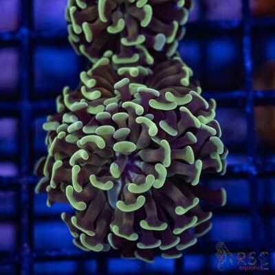 Orange Stem Paarancora Hammer G001
