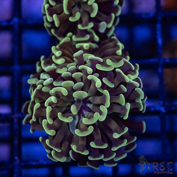 Orange Stem Paarancora Hammer F001