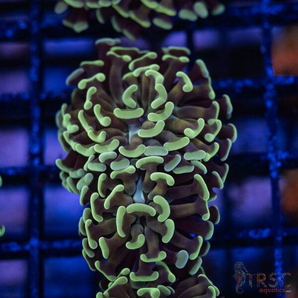 Orange Stem Paarancora Hammer F002