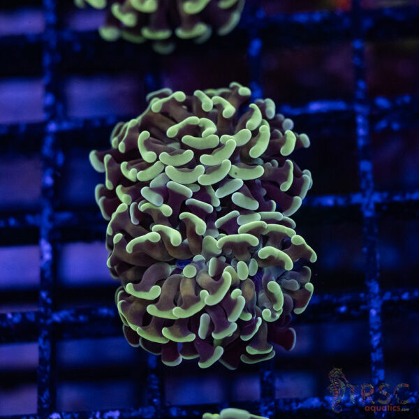 Orange Stem Paarancora Hammer F004