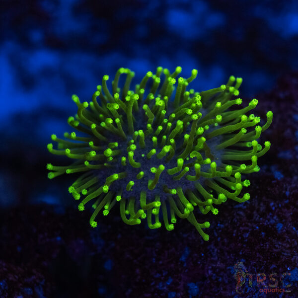Long Polyp Neon Toadstool Leather A01