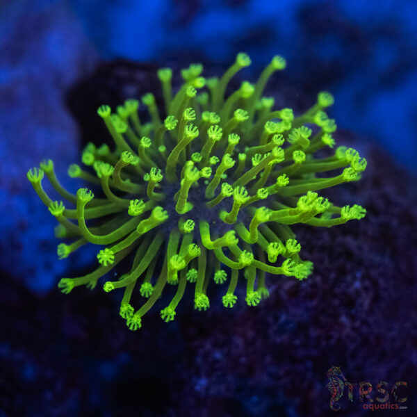 Long Polyp Neon Toadstool Leather A02