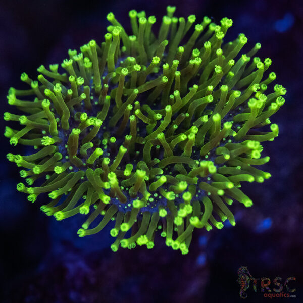 Long Polyp Neon Toadstool Leather A03