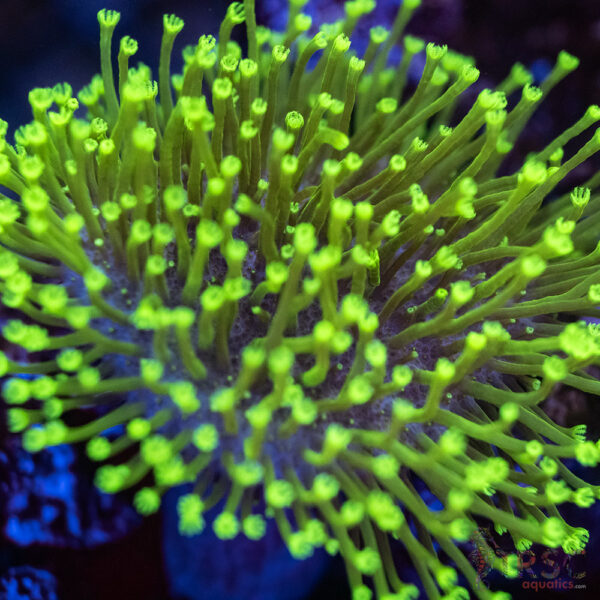 Long Polyp Neon Toadstool Leather A04