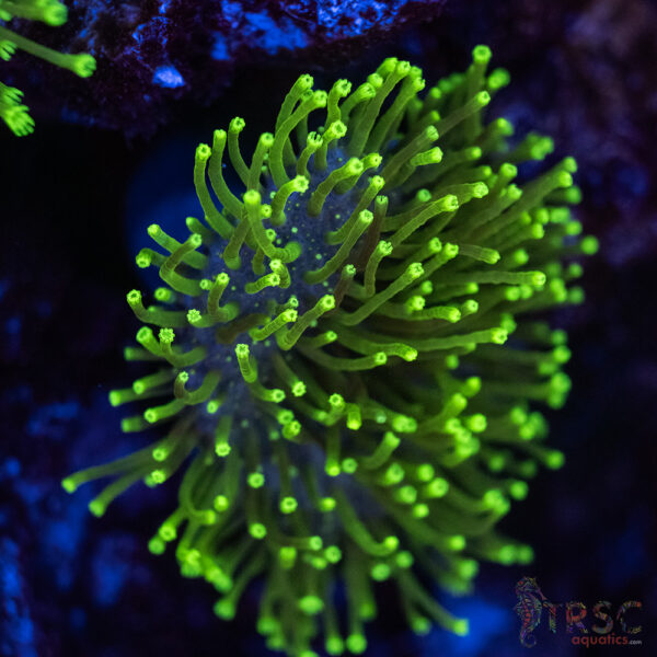 Long Polyp Neon Toadstool Leather A05