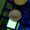 TRSC CB Forever Orange Cyphastrea A01 2 UTS072025 LPS A01