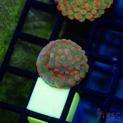 TRSC CB Forever Orange Cyphastrea A01