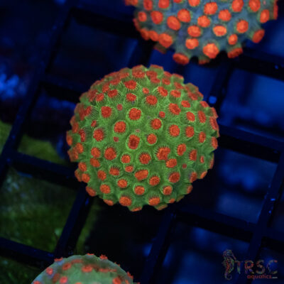 TRSC Meteor Shower Acan A02