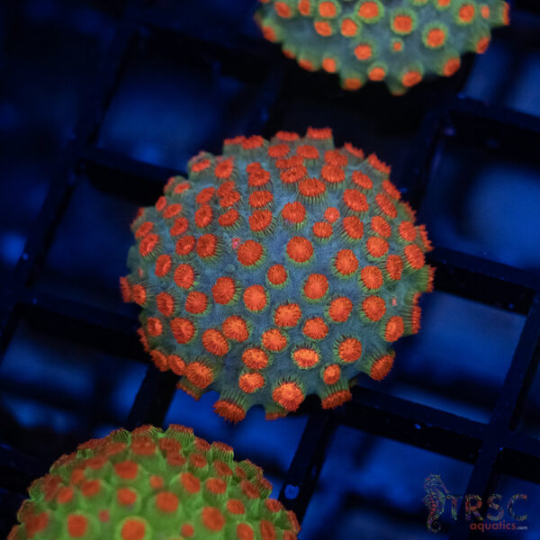 TRSC CB Forever Orange Cyphastrea A03