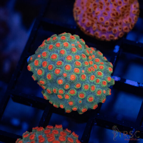 TRSC CB Forever Orange Cyphastrea A04