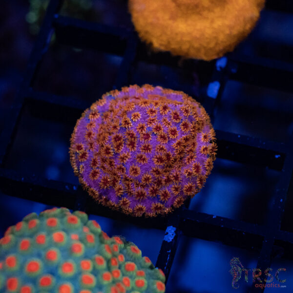 TRSC CB Forever Orange Cyphastrea A05