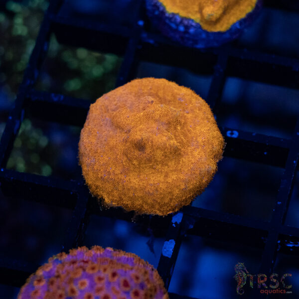 TRSC Skittles Bomb Cyphastrea Acan A06