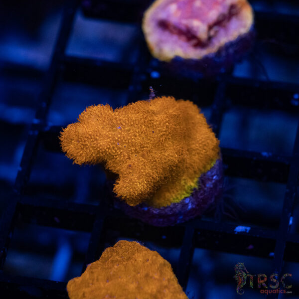 TRSC Klepto Pink Litho A08