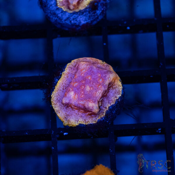 TRSC Klepto Pink Litho A09
