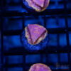 TRSC Klepto Pink Litho A10 2 UTS072025 LPS A10