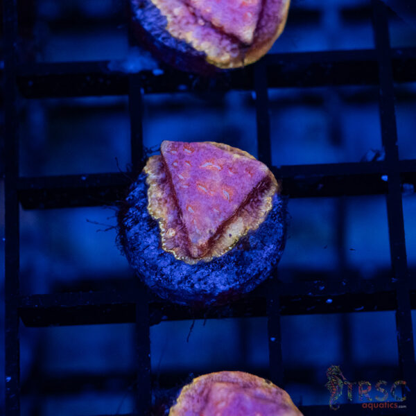 TRSC Klepto Pink Litho A10