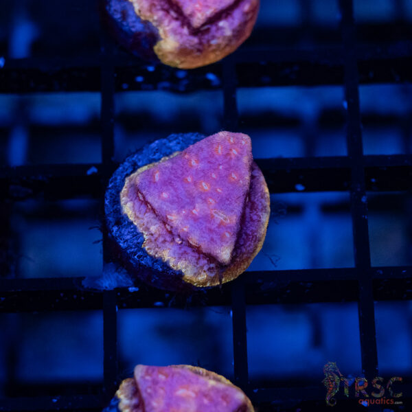 TRSC Klepto Pink Litho A11