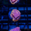 TRSC Klepto Pink Litho A12 1 UTS072025 LPS A12