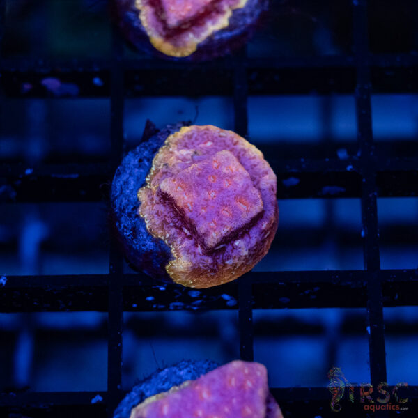 TRSC Klepto Pink Litho A12