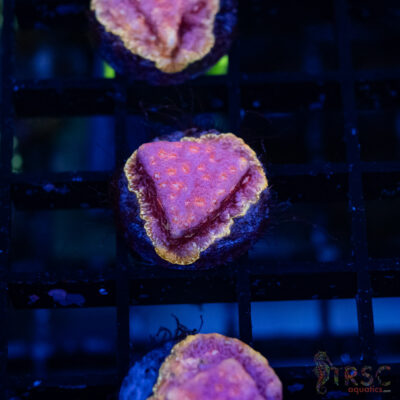 TRSC Klepto Pink Litho A13