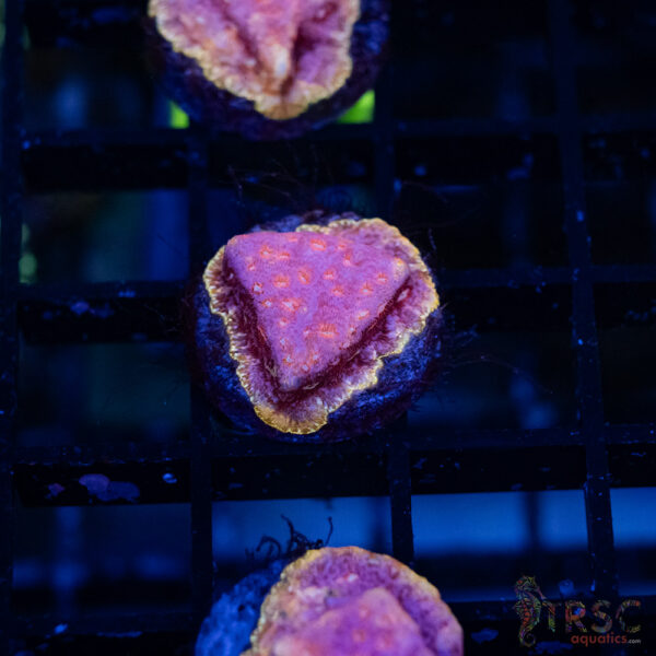 TRSC Klepto Pink Litho A13