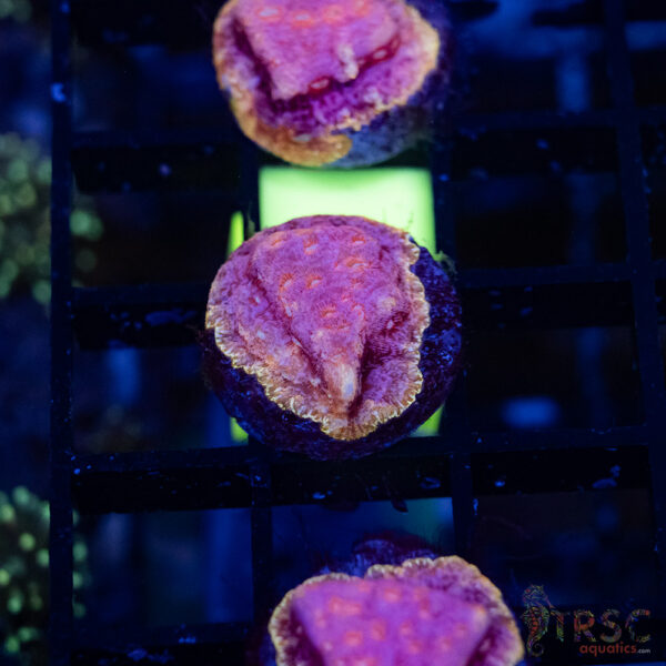 TRSC Klepto Pink Litho A14